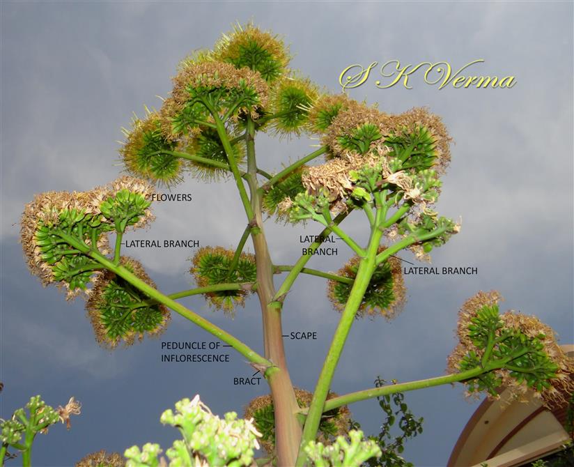  Scape bearing inflorescences